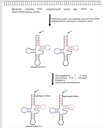 Biologia moleculară, trnc antic cu anticodoane complementare au fost codificate prin complementare