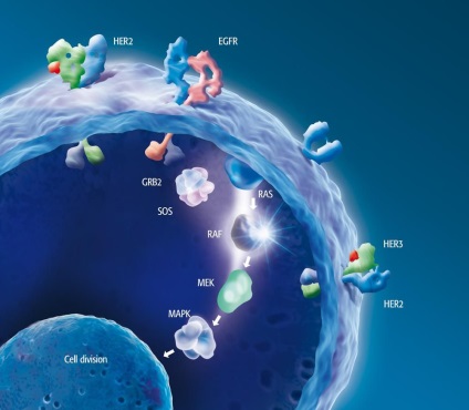 Cercetarea genetică moleculară în cancer