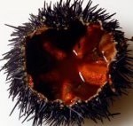 Marea urchin, coapte cu sampanie - retete din intreaga lume
