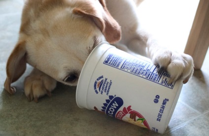 Lehet, hogy a kutya joghurt előnyei és hátrányai, mind a kutyák