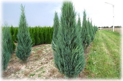 Juniper de plantare și de îngrijire în teren deschis, soiuri ca multipli