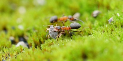 Rețete populare pentru furnici - cum să scapi de furnici în grădină