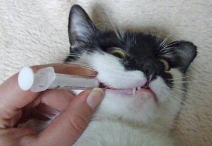 Szükséges kezeléseket macskáknak