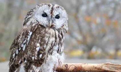 Owl nu este mâncare, ci un prieten de grădină - păsări, bufnite, bufniță, păsări utile