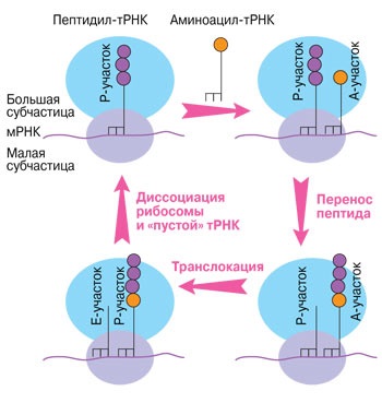 Premiul Nobel pentru Chimie 2009