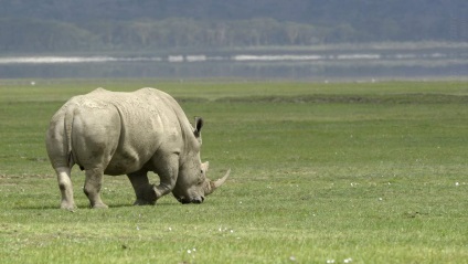 Rhinos informații interesante despre animale uimitoare