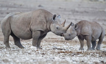 Rhinos informații interesante despre animale uimitoare