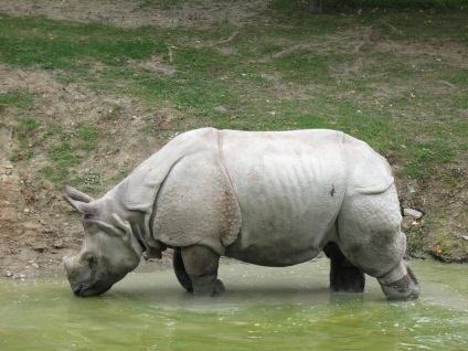 Rhinos informații interesante despre animale uimitoare