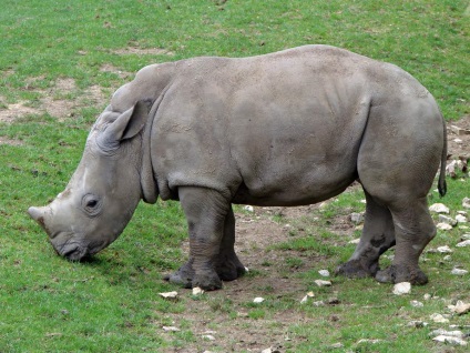 Rhinos informații interesante despre animale uimitoare