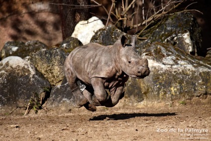 Rhinos informații interesante despre animale uimitoare