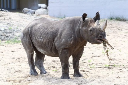 Rhinos informații interesante despre animale uimitoare