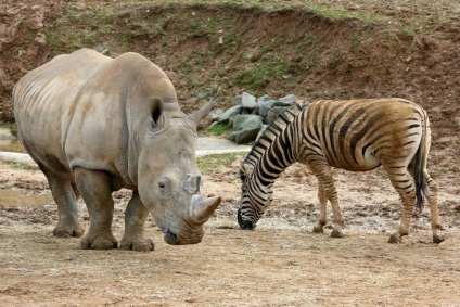 Rhinos informații interesante despre animale uimitoare