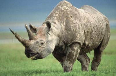 Rinoceroză - lumea este frumoasă