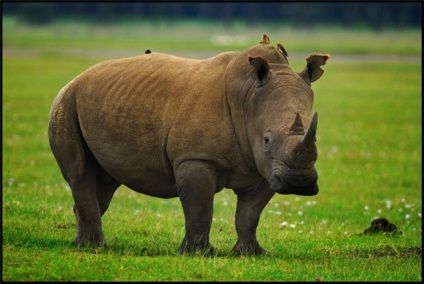 Rinoceroză - lumea este frumoasă