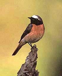 Ordinary redstart, redstart (phoenicurus phoenicurus), dimensiunea de colorare a piesei de pene