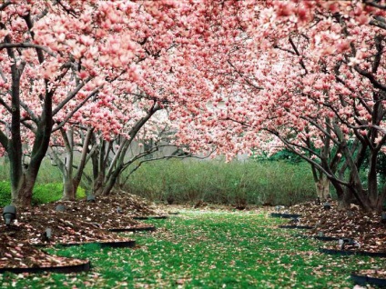 Imaginea lui Gaeva în piesa Cherry Orchard Cehov