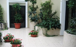 Întreținerea plantelor în birou, îngrijirea plantelor de birouri