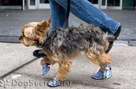 Pantofi pentru câini 1