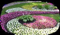 Decorarea paturilor de flori și a paturilor de flori; tipuri, exemple, planuri de paturi de flori