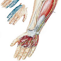 Amorțirea picioarelor și a brațelor, centrul dikulului