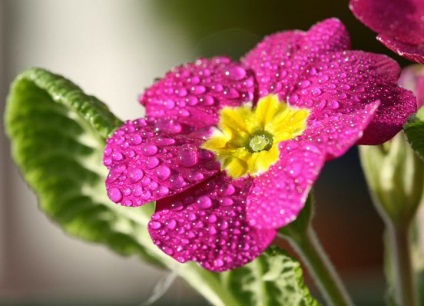 Ismertetése és alkalmazása gyógyszer primrose