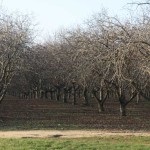 Walnut Garden (35 de fotografii) instrucțiuni video pentru cultivarea propriilor mâini, caracteristici de marcaje cum ar fi