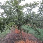 Walnut Garden (35 de pics) instrucțiuni video pentru cultivarea propriilor mâini, caracteristici de marcaje cum ar fi