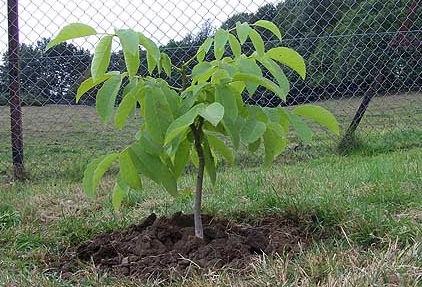 Walnut Garden (35 de fotografii) instrucțiuni video pentru cultivarea propriilor mâini, caracteristici de marcaje cum ar fi