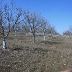 Walnut Garden (35 de fotografii) instrucțiuni video pentru cultivarea propriilor mâini, caracteristici de marcaje cum ar fi