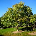 Walnut Garden (35 de fotografii) instrucțiuni video pentru cultivarea propriilor mâini, caracteristici de marcaje cum ar fi