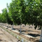 Walnut Garden (35 de fotografii) instrucțiuni video pentru cultivarea propriilor mâini, caracteristici de marcaje cum ar fi