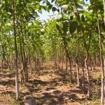 Walnut Garden (35 de fotografii) instrucțiuni video pentru cultivarea propriilor mâini, caracteristici de marcaje cum ar fi