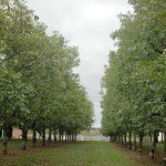 Walnut Garden (35 de fotografii) instrucțiuni video pentru cultivarea propriilor mâini, caracteristici de marcaje cum ar fi