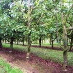 Walnut Garden (35 de fotografii) instrucțiuni video pentru cultivarea propriilor mâini, caracteristici de marcaje cum ar fi