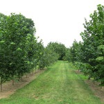 Walnut Garden (35 de fotografii) instrucțiuni video pentru cultivarea propriilor mâini, caracteristici de marcaje cum ar fi