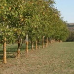 Walnut Garden (35 de pics) instrucțiuni video pentru cultivarea propriilor mâini, caracteristici de marcaje cum ar fi