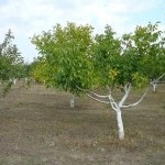 Walnut Garden (35 de fotografii) instrucțiuni video pentru cultivarea propriilor mâini, caracteristici de marcaje cum ar fi