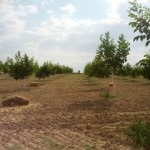 Walnut Garden (35 de fotografii) instrucțiuni video pentru cultivarea propriilor mâini, caracteristici de marcaje cum ar fi