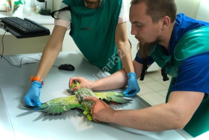 Ornitolog în Nižni Novgorod - clinică veterinară pentru păsări