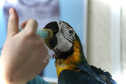 Ornitolog în Nižni Novgorod - clinică veterinară pentru păsări