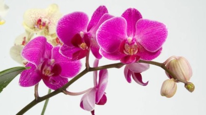Orhideea nu a dispărut pentru a arunca! Phalaenopsis îngrijire orhidee după înflorire - peisaj