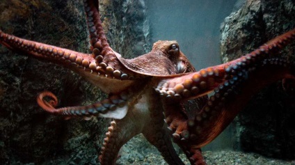 Octopus vs. om 10 atacuri monstruoase, revista populară mecanică