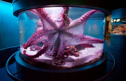 Octopus vs. om 10 atacuri monstruoase, revista populară mecanică