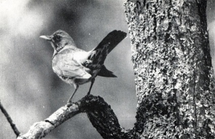 Particularitățile comportamentului păsărilor 1975