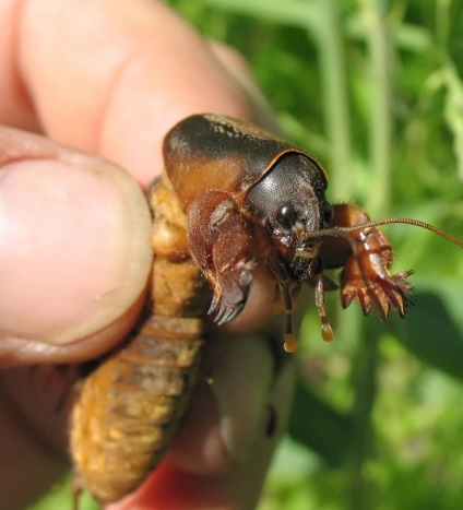 Caracteristicile unei vieți de urs, o fotografie de insecte, un urs uscat