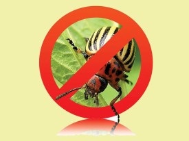 Insecticid otrăviri, simptome și semne de otrăvire, de ajutor și de tratament