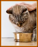 Recenzii și opinii ale medicilor veterinari despre furajele pentru pisici și pisici