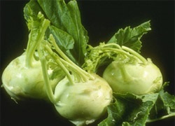 Legume din familia cruciferă