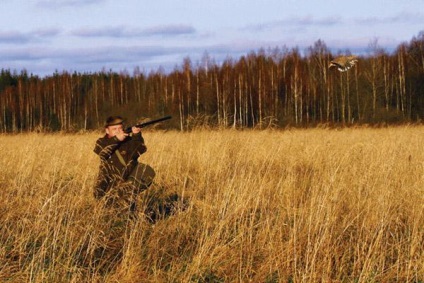 Vânătoarea de grouse în toamnă de la abordare, de sub câine, la momeală