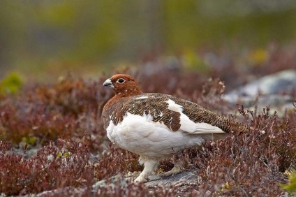 Vânătoarea de grouse în toamnă de la abordare, de sub câine, până la momeală